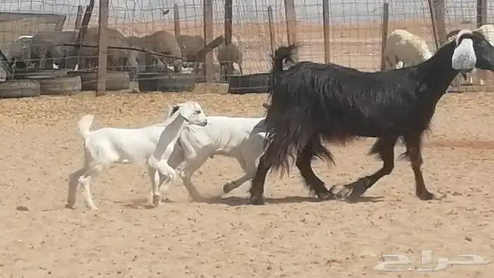 عنز عارضية متوم للبيع 10