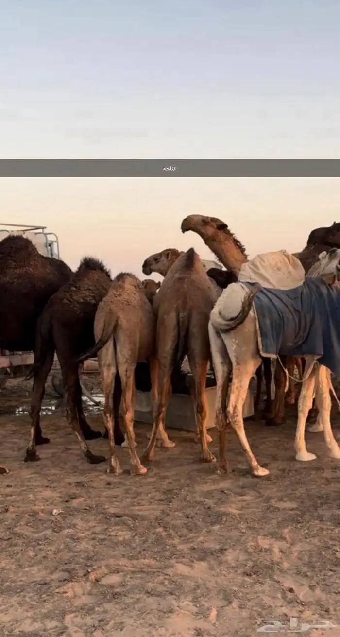 للبيع البعير الكفو المنتج انتاج قوي 3