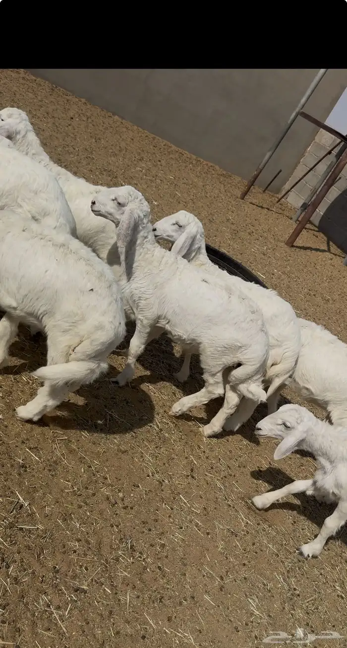بهم حري طليان و ارخال للبيع 4
