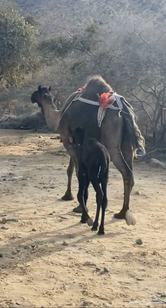 ضروبه مجهم مشروطه من كل عذروب 1