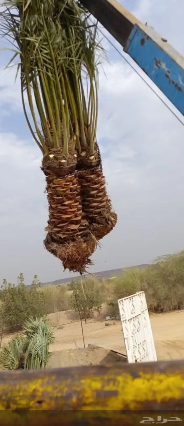 يوجد لدينا جميع انواع النخيل المثمر 0