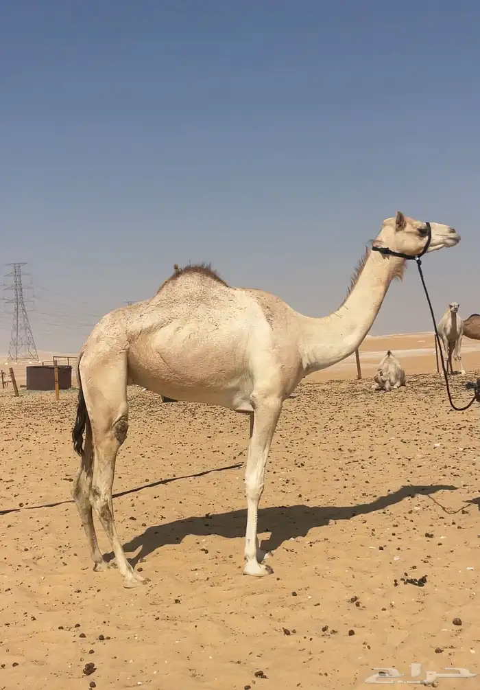 هجن عشاير كفو سودانيات فل وانتاج 3