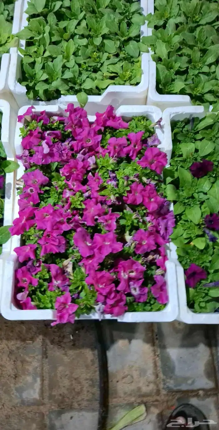 تركيب شبكات ري تزراعي حديق جميع الثجار و انخيل ر 0