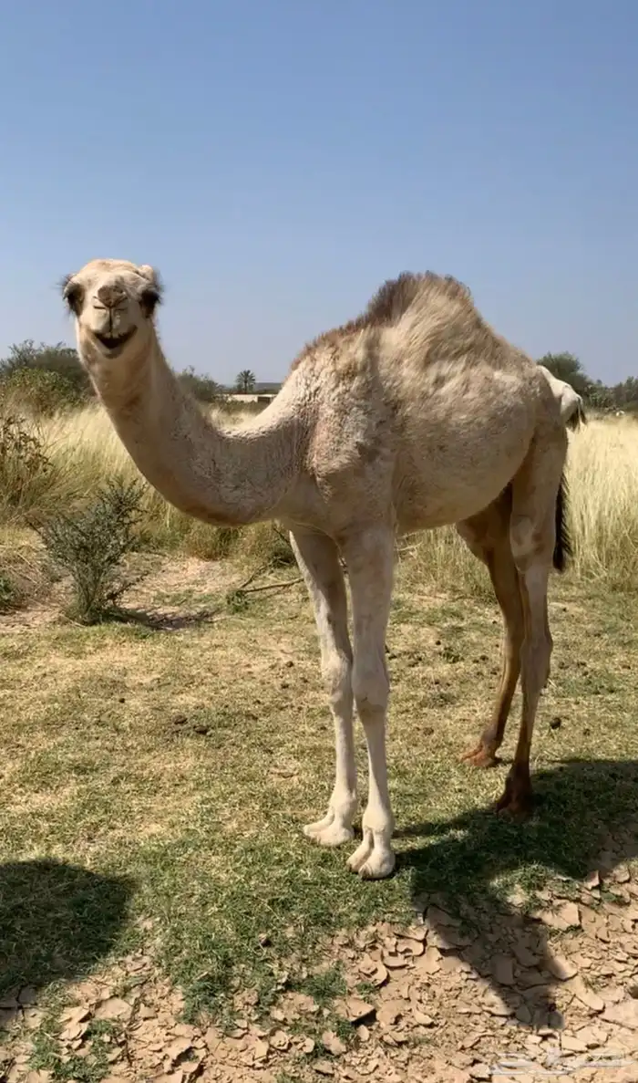 قعود لباني 0