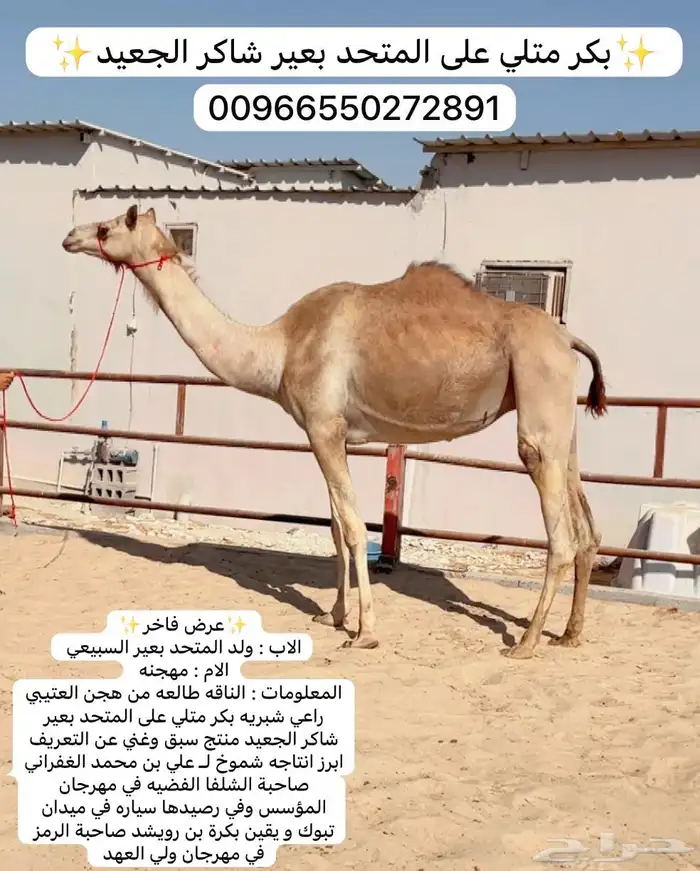هجن بكر متلي على المتحد بعير شاكر الجعيد منتج 0