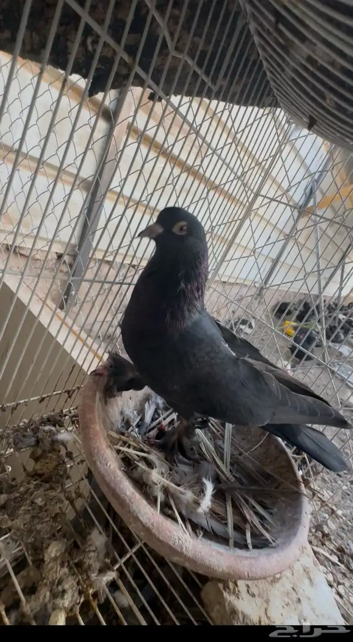 جوز تركي اسود لمعه الزكر معقد صندقه 0