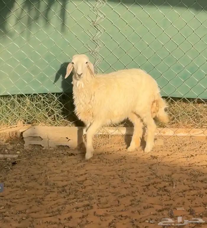 رخل حريه للبيع 2