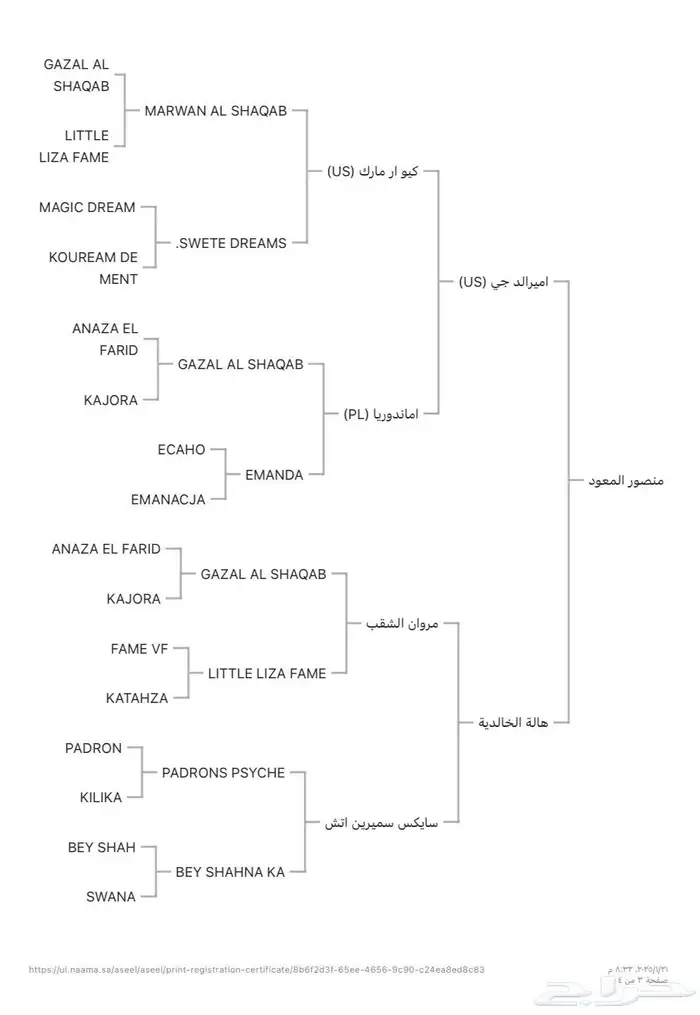 حصان عربي اصيل 6