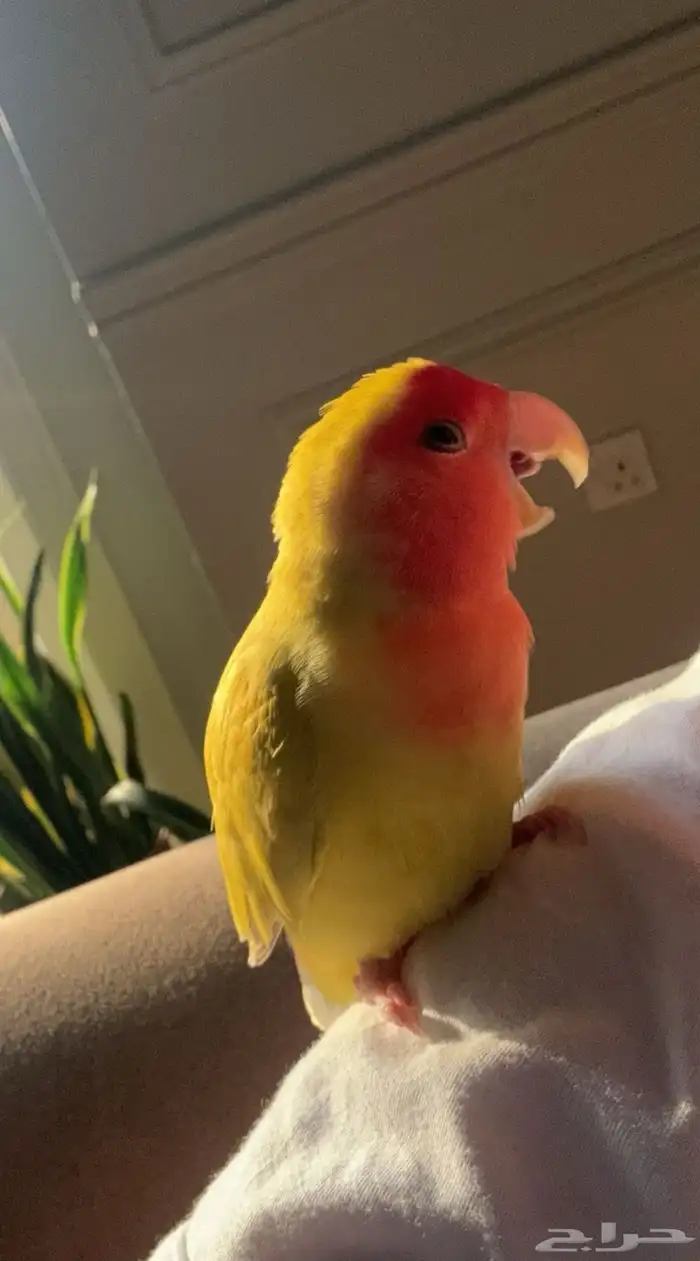 ذكر روز لاتينو رد فيس 0