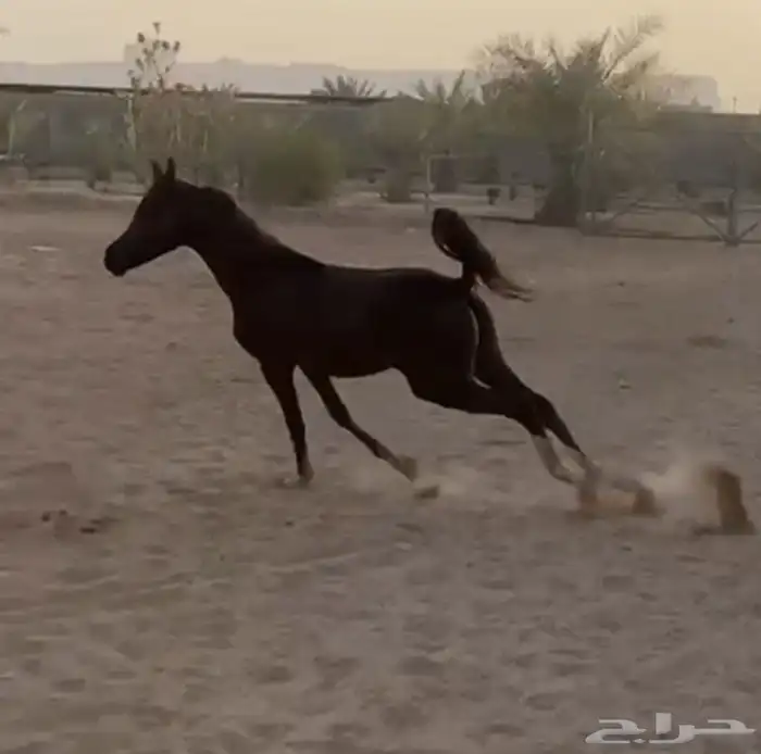 مهر واهو 6