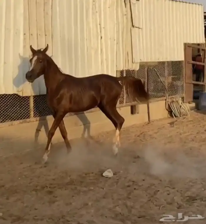 مهر واهو 5