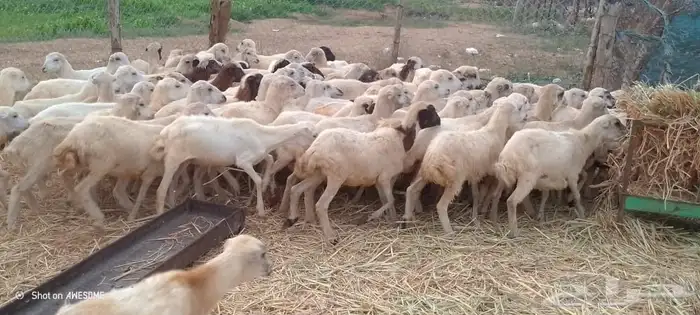 رخيل بلدي 1