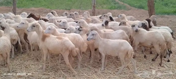 رخيل بلدي 2