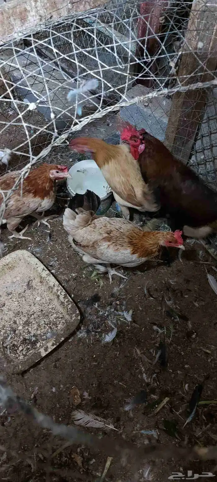 دجاج بياض العدداربعه معاهم ديك المجموع خمسه .العمر تسعه أشهر 1