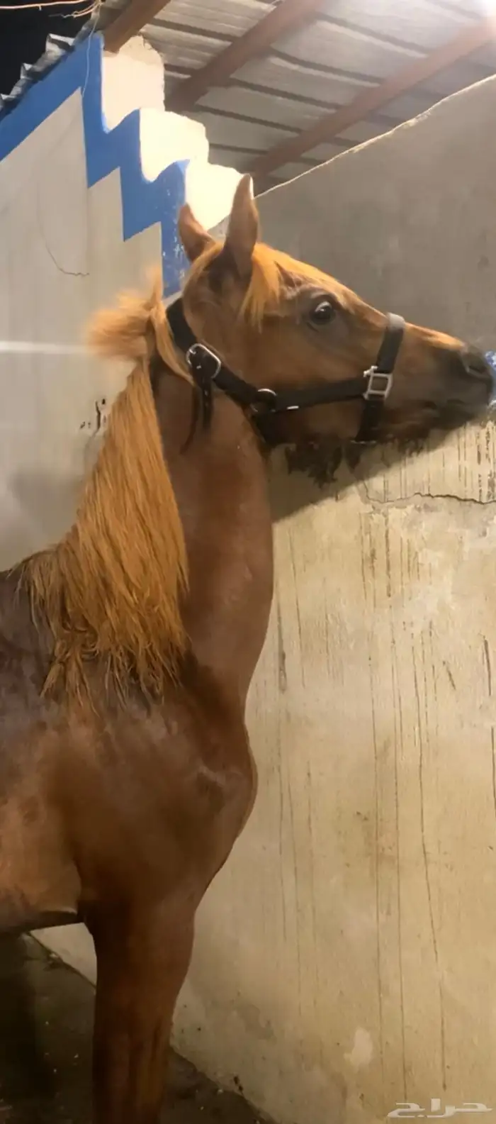 مهر شعبي 0