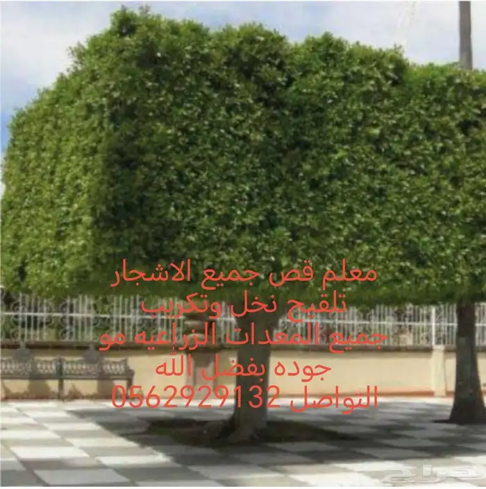 معلم قص جميع الاشجار تلقيح نخل وتكريب النخل 7