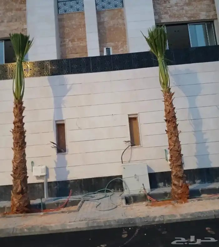 نخل عربي مثمر شيشي سكري صقعي مجدول نخيل فروخ نقايل واشنطني 8