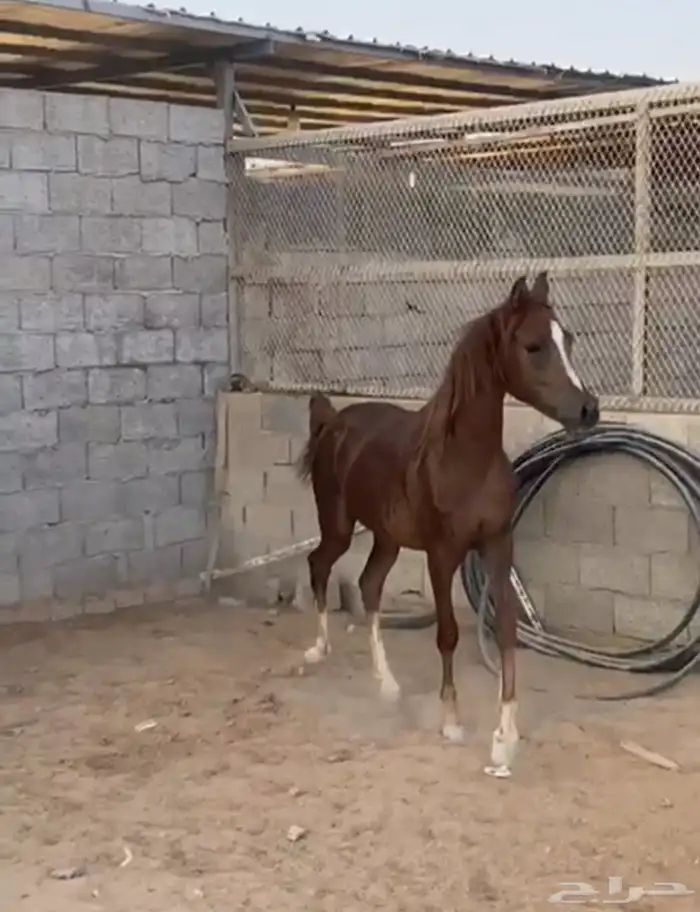 مهر واهو 2