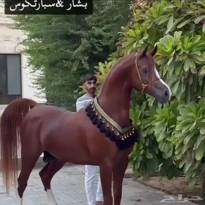 مزاد هجر يعرض لكم فرس دماء جمال حفيدة مروان الشقب مباشره 2
