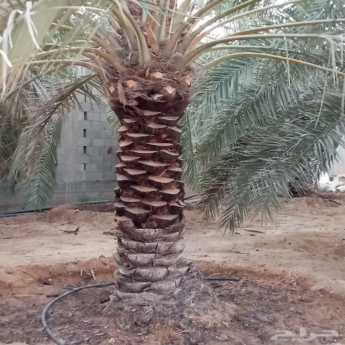 شغل النخيل كل ما يلزم 1