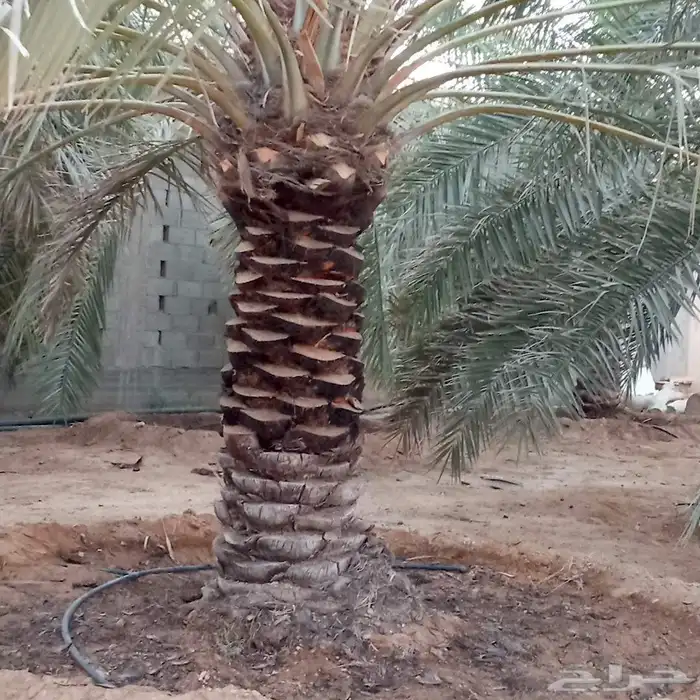 شغل النخيل كل ما يلزم 0