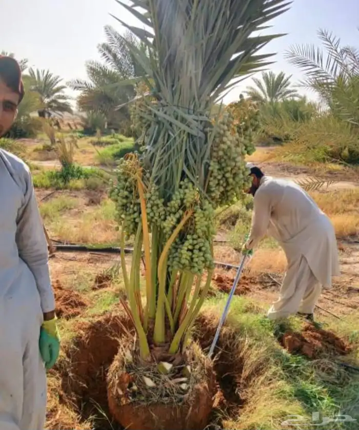 نخل مثمر للبيع خلاص برحي هلالي نخيل سكري روثانه سلاطين خصاب 1