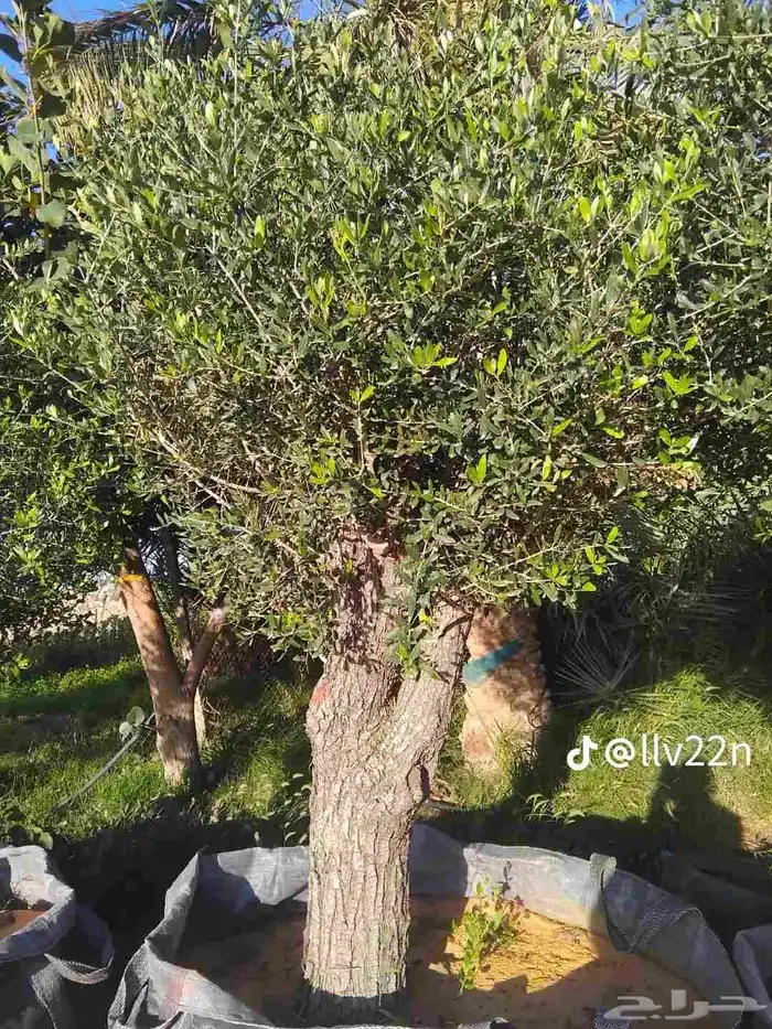 يوجد لدينا شجر الزيتون المعمر والمثمره وفي مركان اسعر مميزه 5