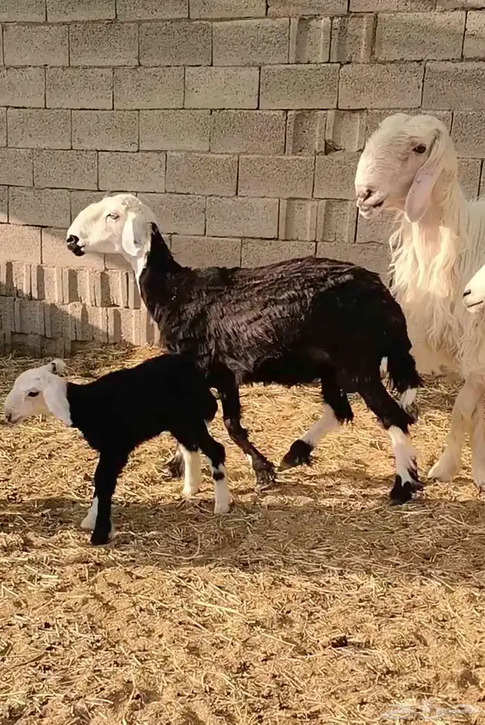 خلفات 3 تحتها 3 1