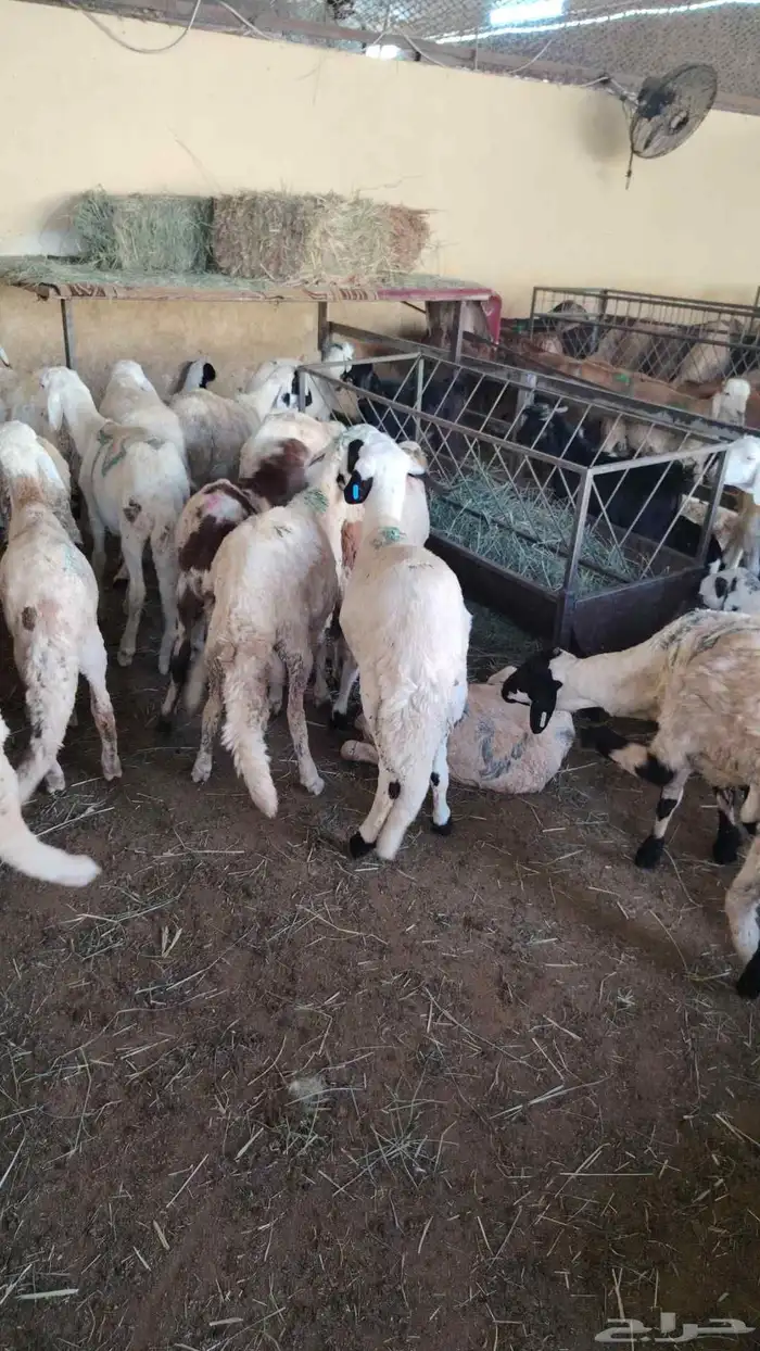 سواكني تربيه الون ابيض العدد 40 2
