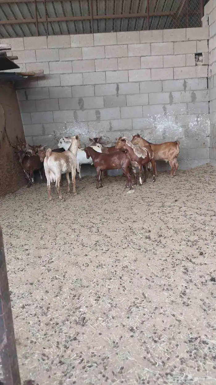 تيوس 3