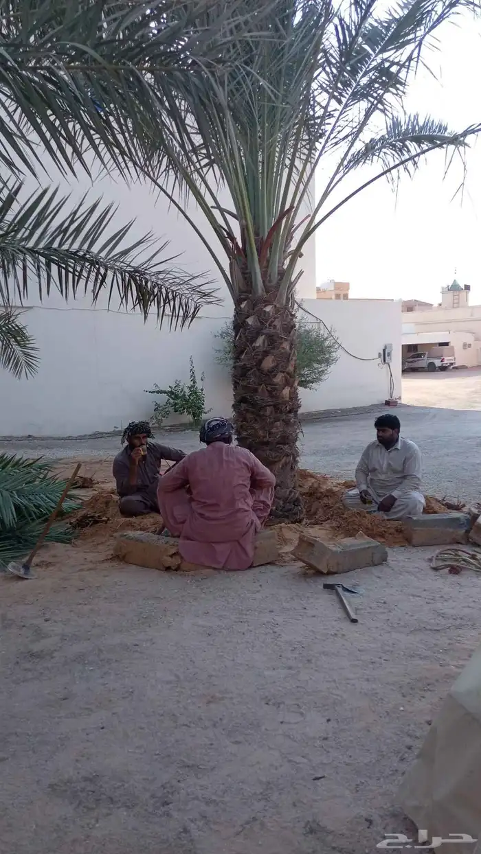 نخيل للبيع وشاري يسوم جمله وتفرد حتا واحده 1