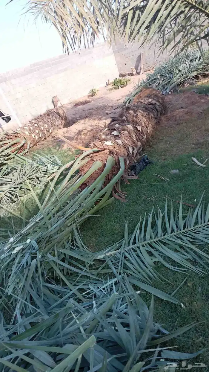 نخيل للبيع وشاري يسوم جمله وتفرد حتا واحده 4