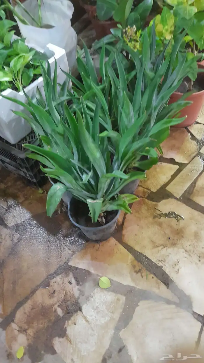 منسق حديق وتركيب جميع شبكات الري العادي والاتمتك 9