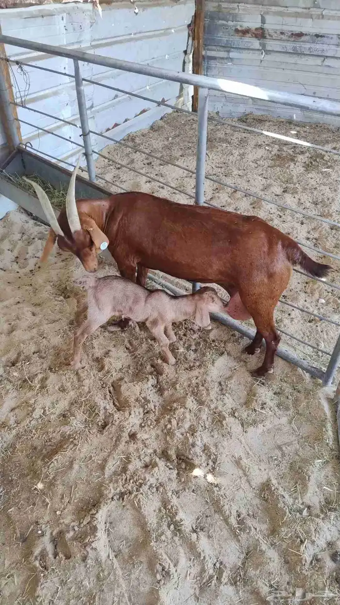 عنز مشروكه 0