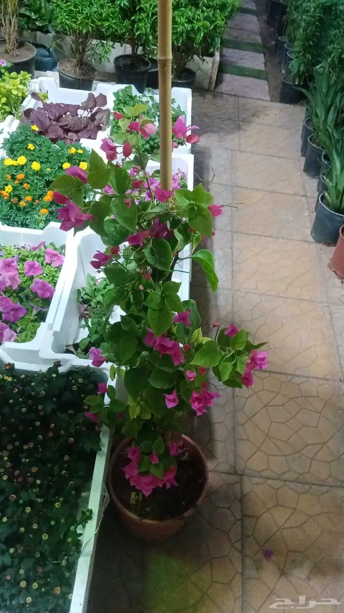 مشتل زراعي 12