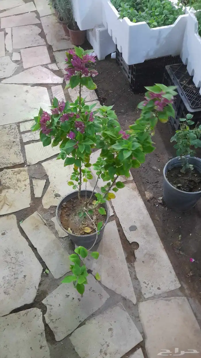 منسق حديق وتركيب جميع شبكات الري العادي والاتمتك 7