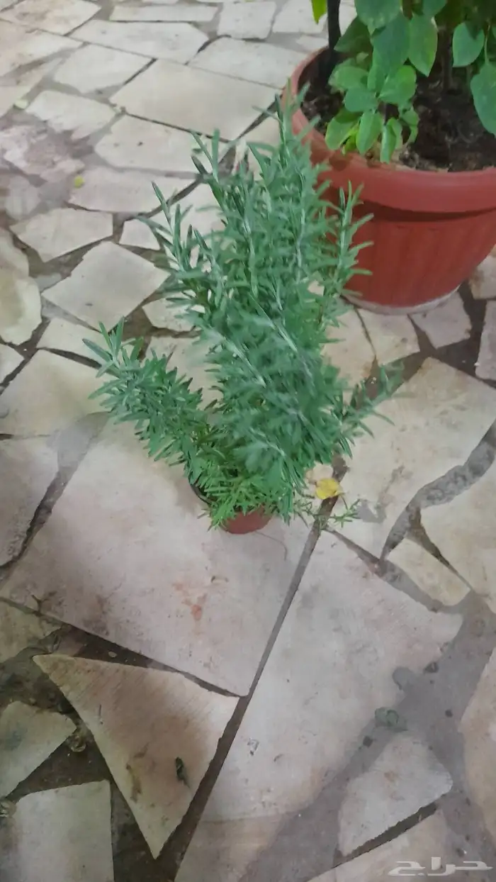 منسق حديق وتركيب جميع شبكات الري العادي والاتمتك 6