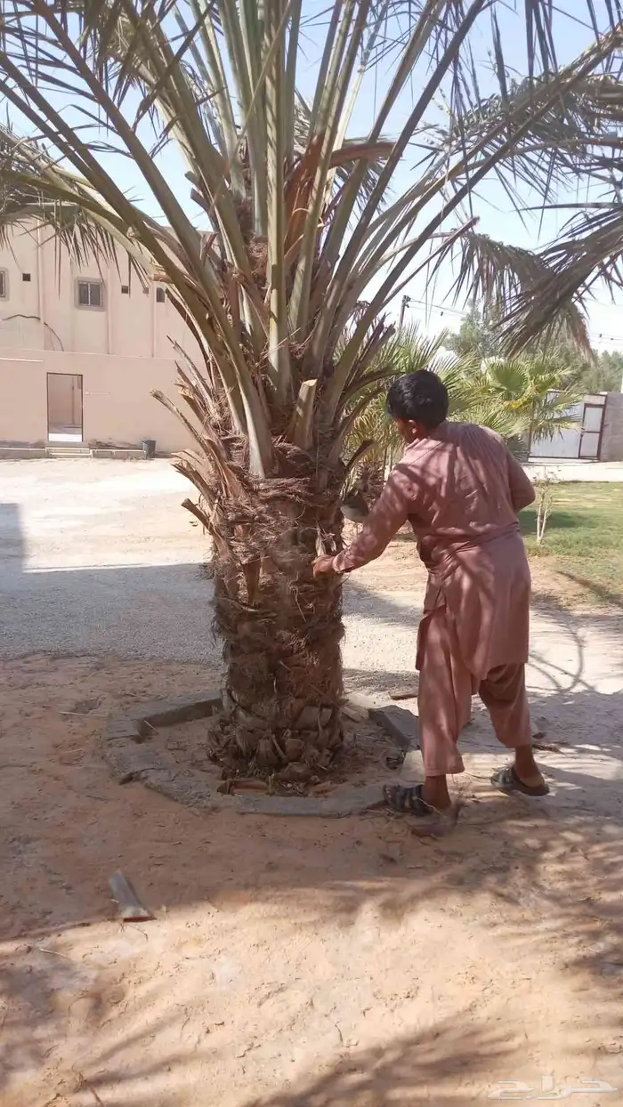 نخيل للبيع وشاري يسوم جمله وتفرد حتا واحده 2
