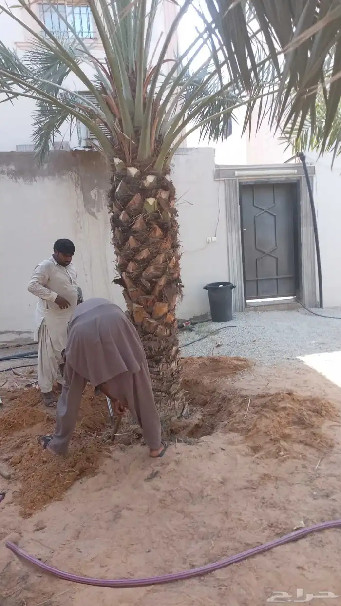 نخيل للبيع وشاري يسوم جمله وتفرد حتا واحده 3