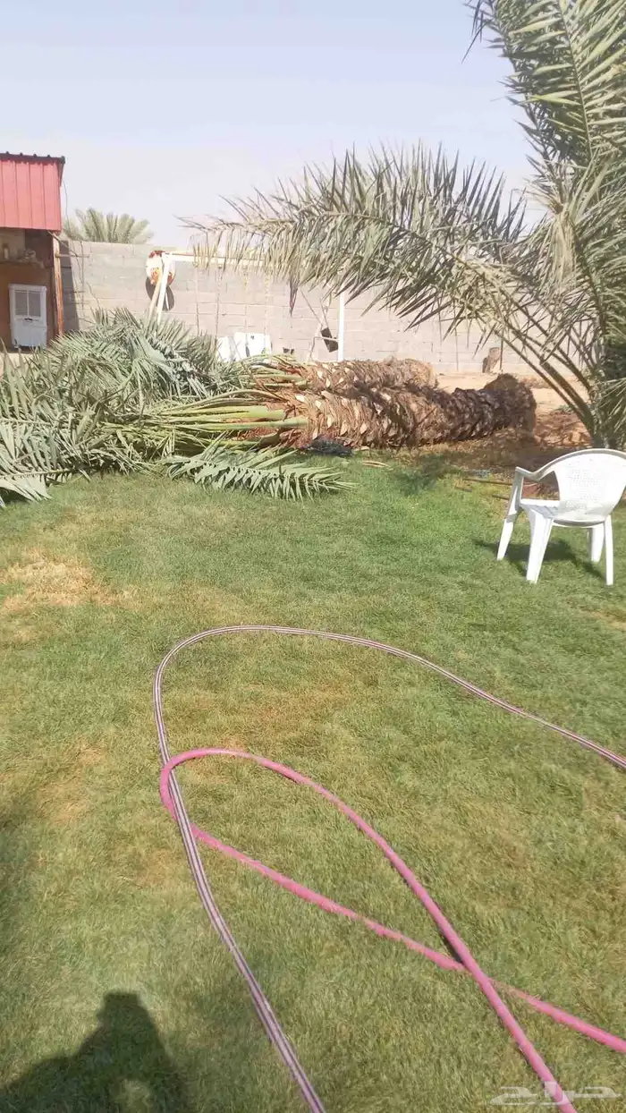 نخيل للبيع وشاري يسوم جمله وتفرد حتا واحده 5