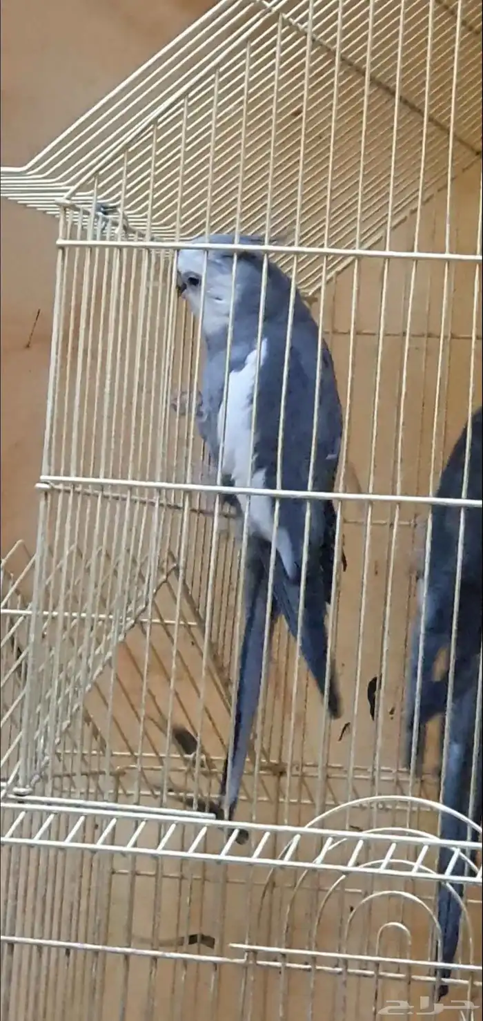 كروان هولندي متكلم مغرد رقيص ماشالله تبارك الله ولعوب 1