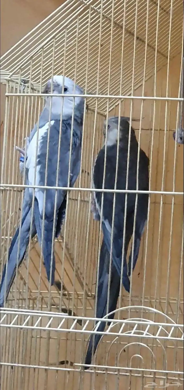 كروان هولندي متكلم مغرد رقيص ماشالله تبارك الله ولعوب 2