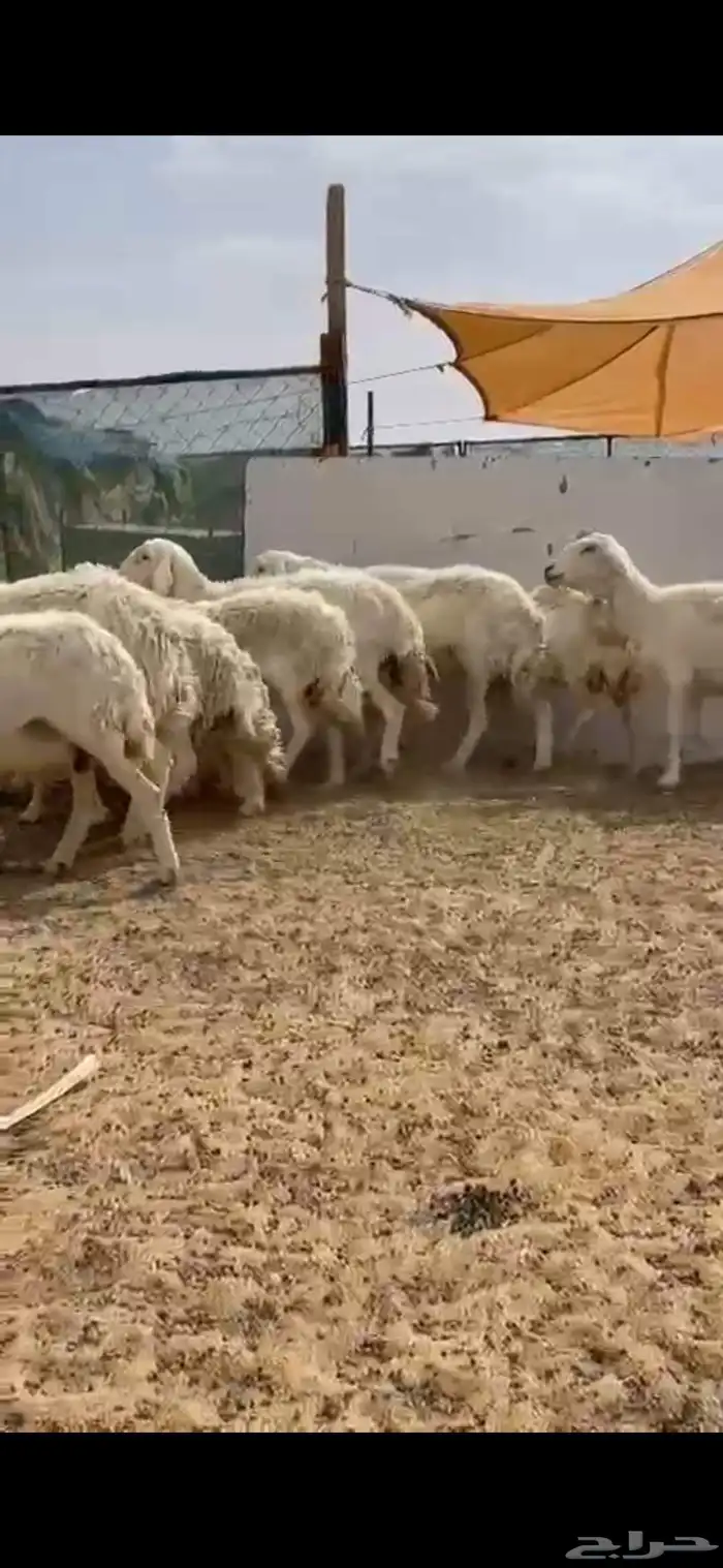 ضان حرش دفيع 0