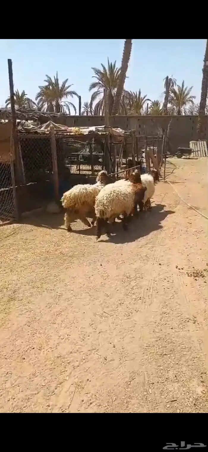 للبيع عدد سته هرافى نعيم واحد طلي وخمس رخال نظيفه وسمينه 1