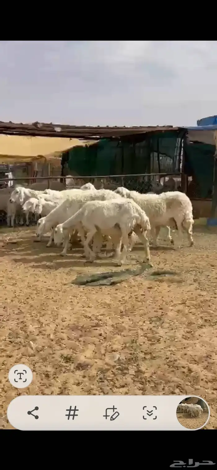 ضان حرش دفيع 2