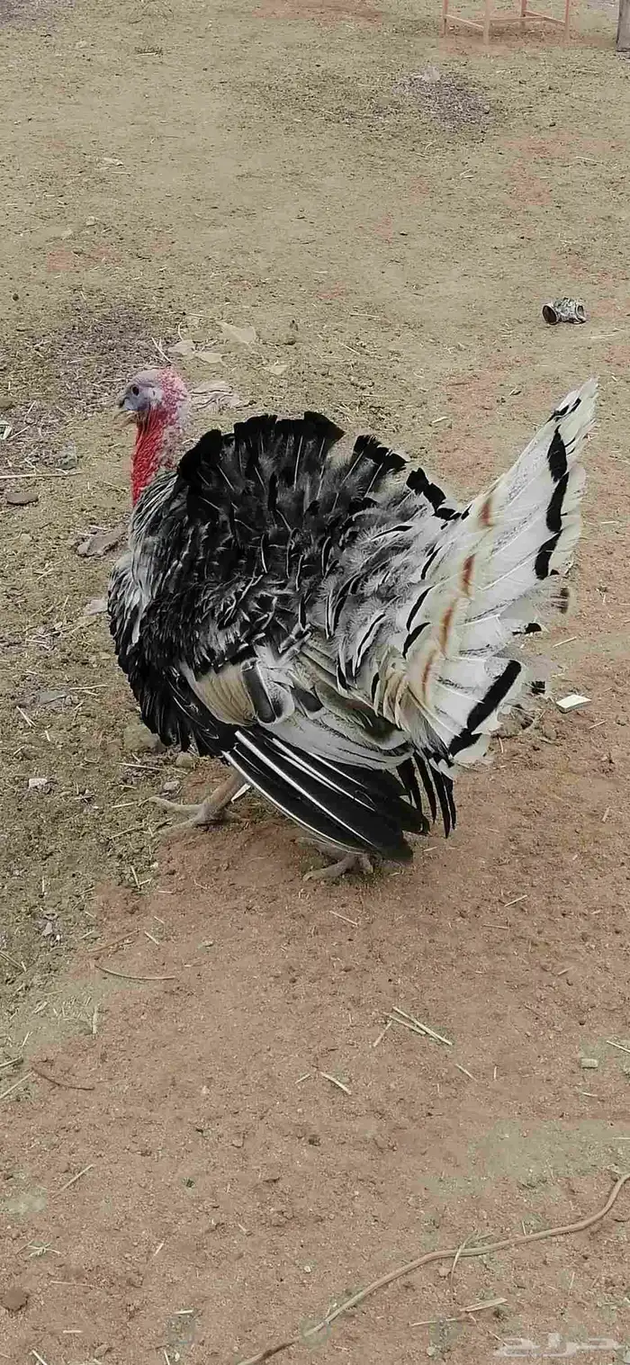 ديك رومي للبيع على السوم 0