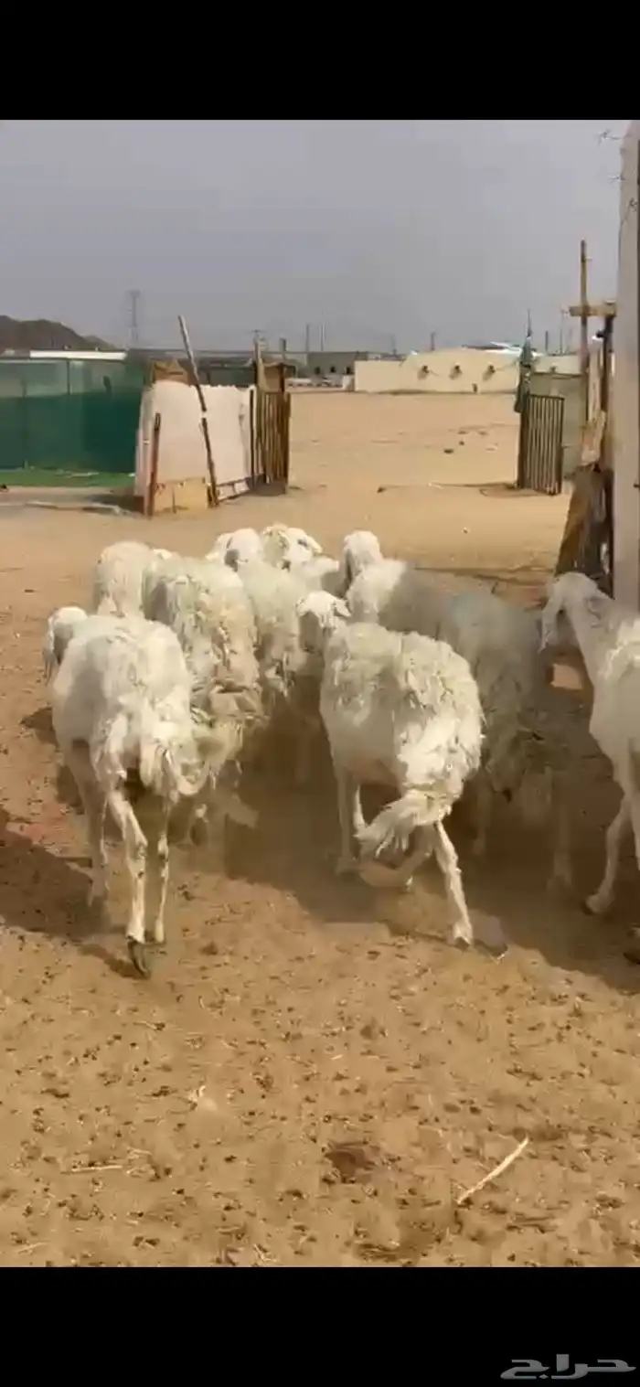 ضان حرش دفيع 5