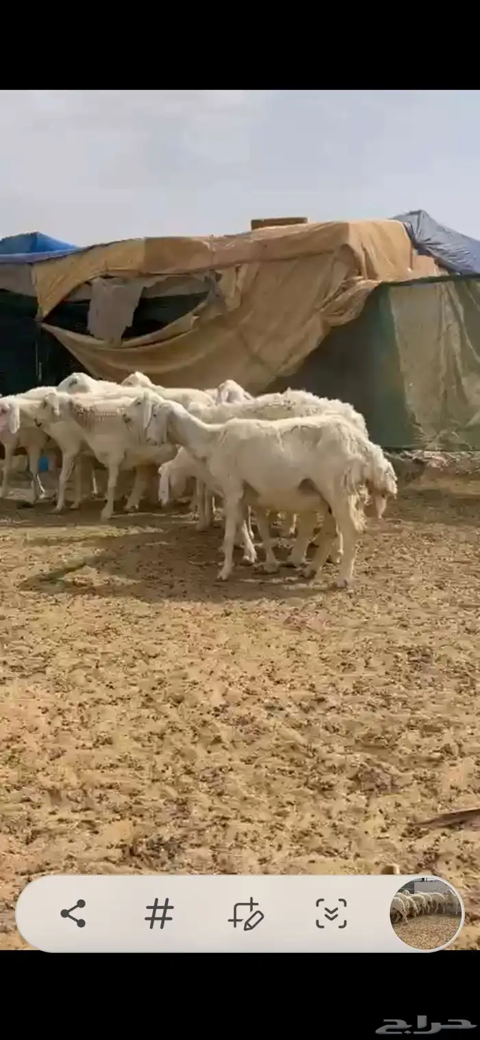 ضان حرش دفيع 1