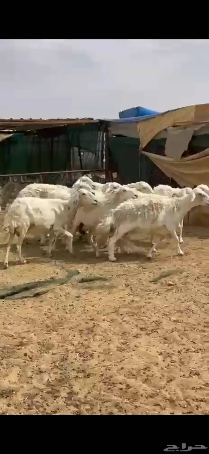 ضان حرش دفيع 4