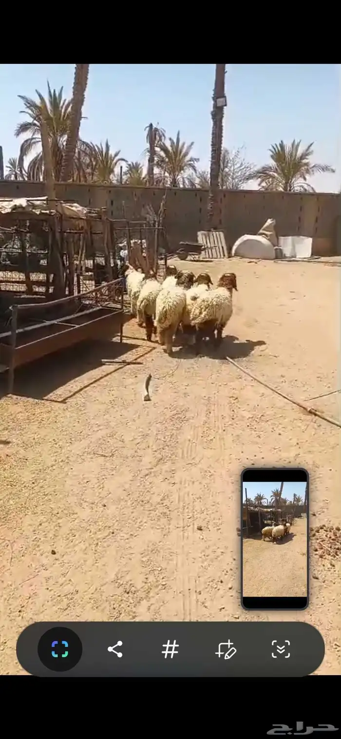 للبيع عدد سته هرافى نعيم واحد طلي وخمس رخال نظيفه وسمينه 0